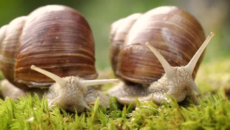 Helix-pomatia-also-Roman-snail,-Burgundy-snail