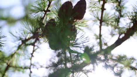 larch cones with sunny bokeh. coniferous tree in rays of evening sun