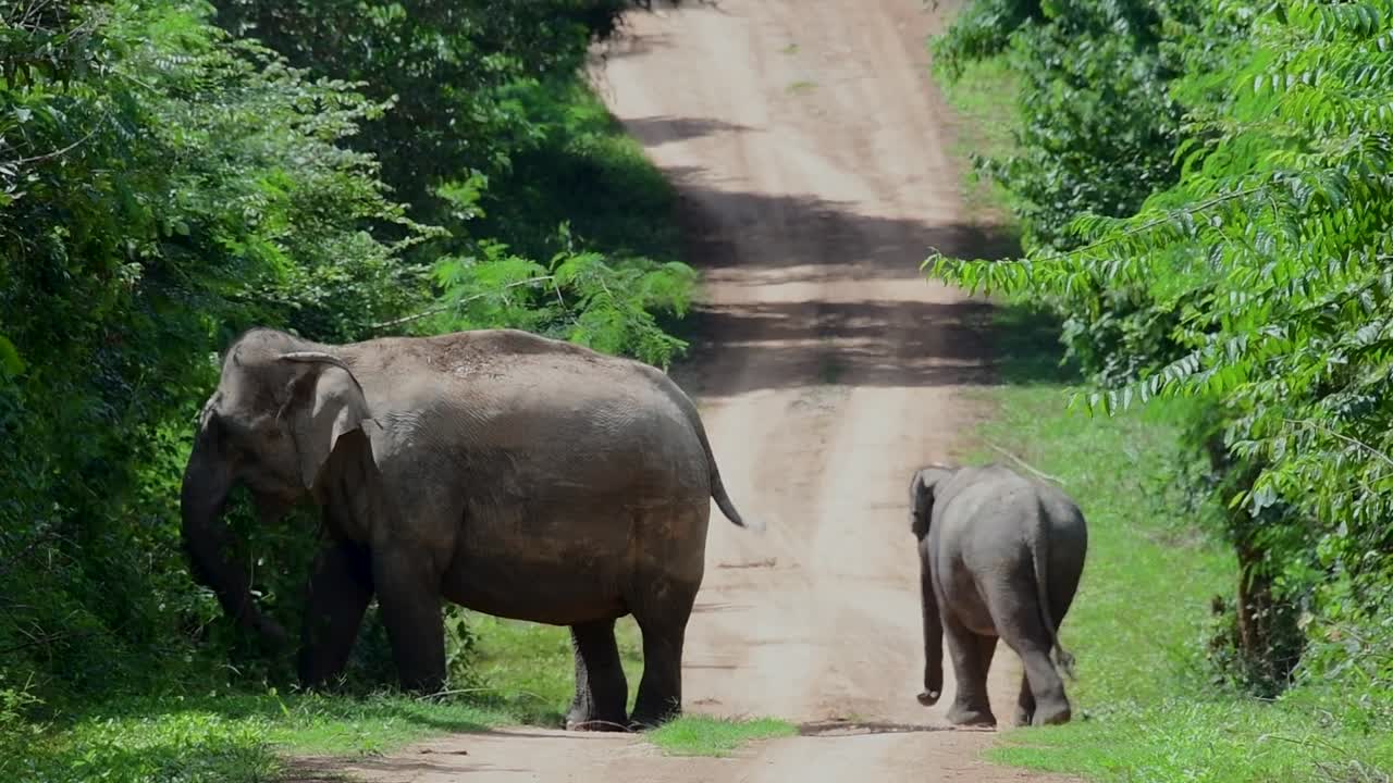 아시아 코끼리는 멸종 위기 종이며 태국 거주자이기도합니다.