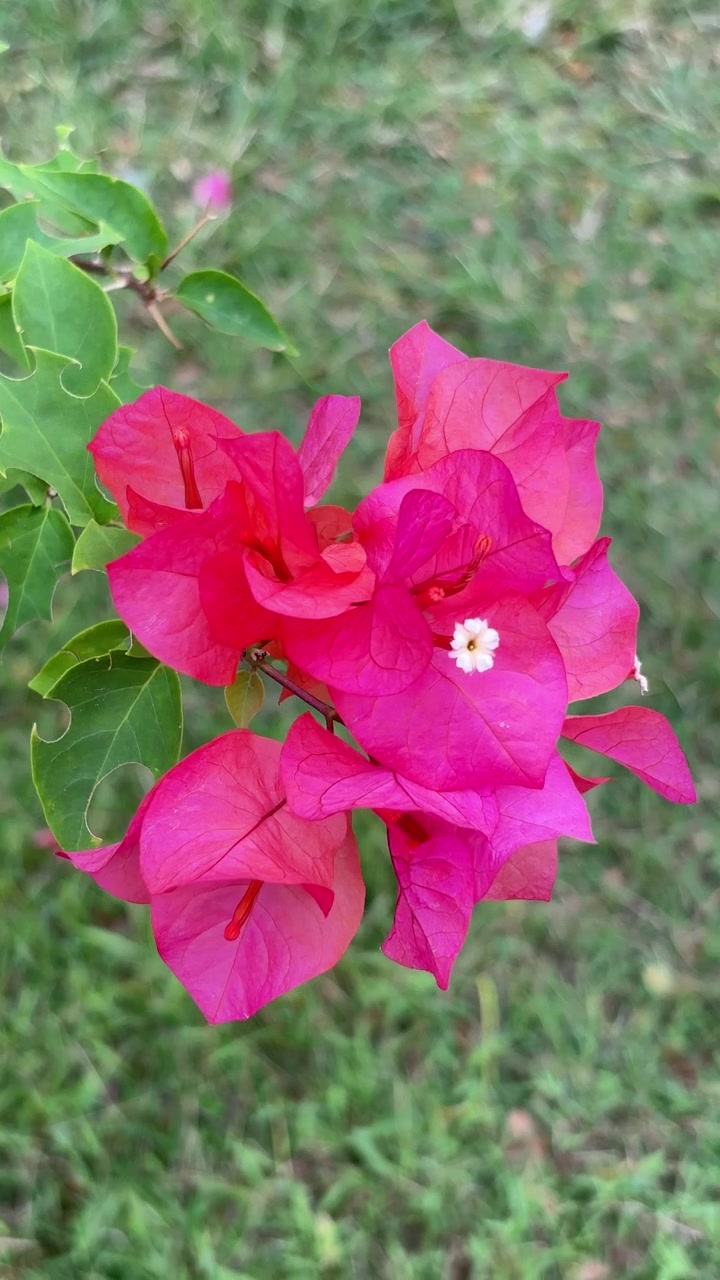 Fiori di bougainvillea rosa vivace che sbocciano in un giardino