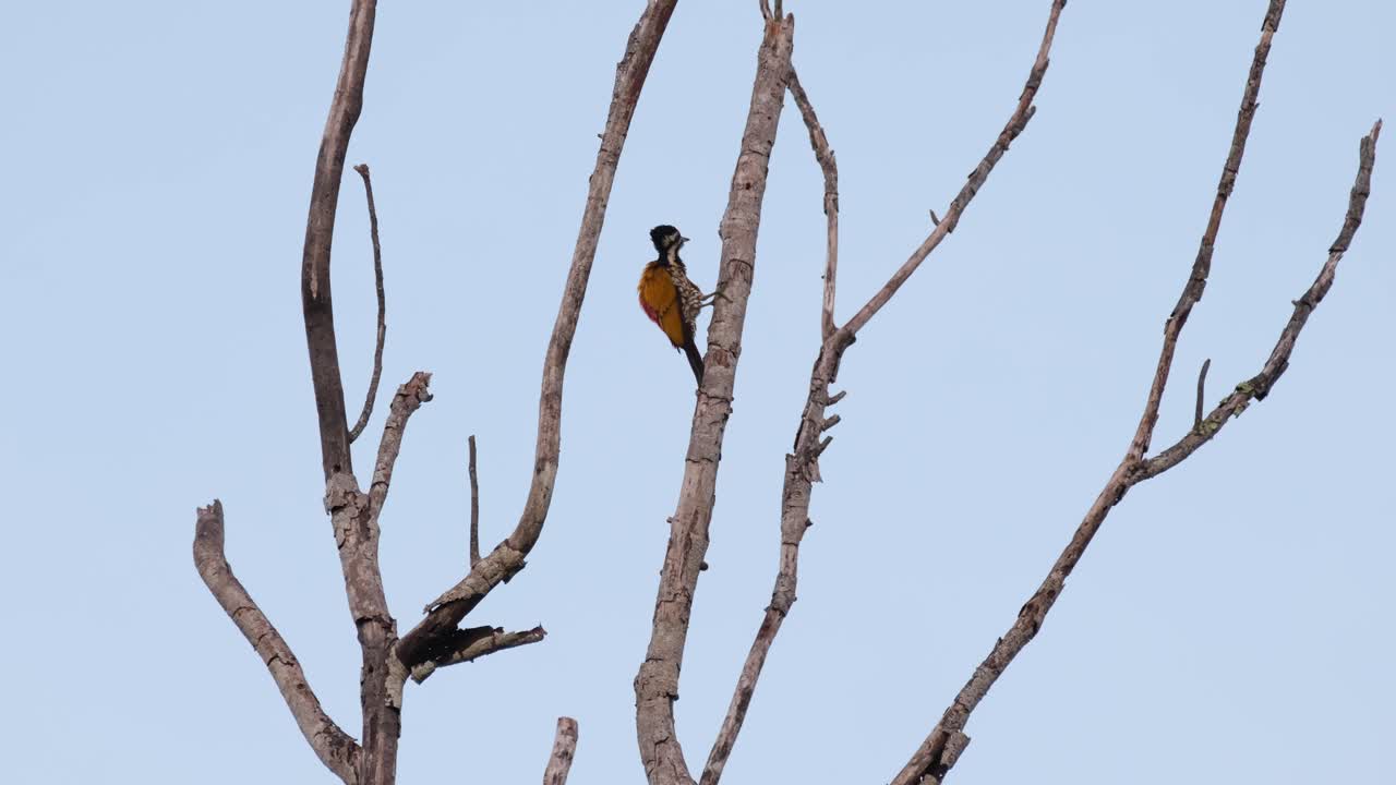 un zoom fuera de este individuo acicalando justo antes del anochecer como se ve desde la distancia, flameback común dinopium javanense, tailandia
