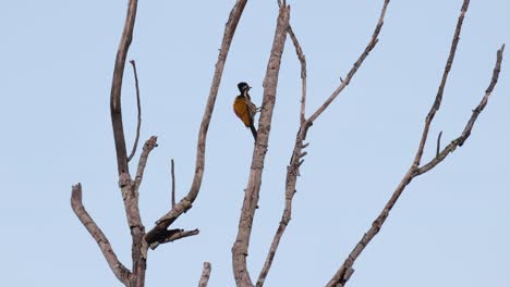 A-zoom-out-of-this-individual-preening-just-before-dark-as-seen-from-a-distance,-Common-Flameback-Dinopium-javanense,-Thailand