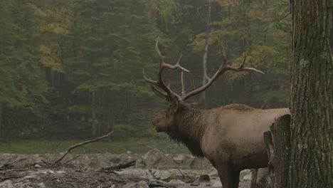 Elchbulle-Ruft-Während-Der-Nebligen-Rückansicht-Der-Paarungsrute