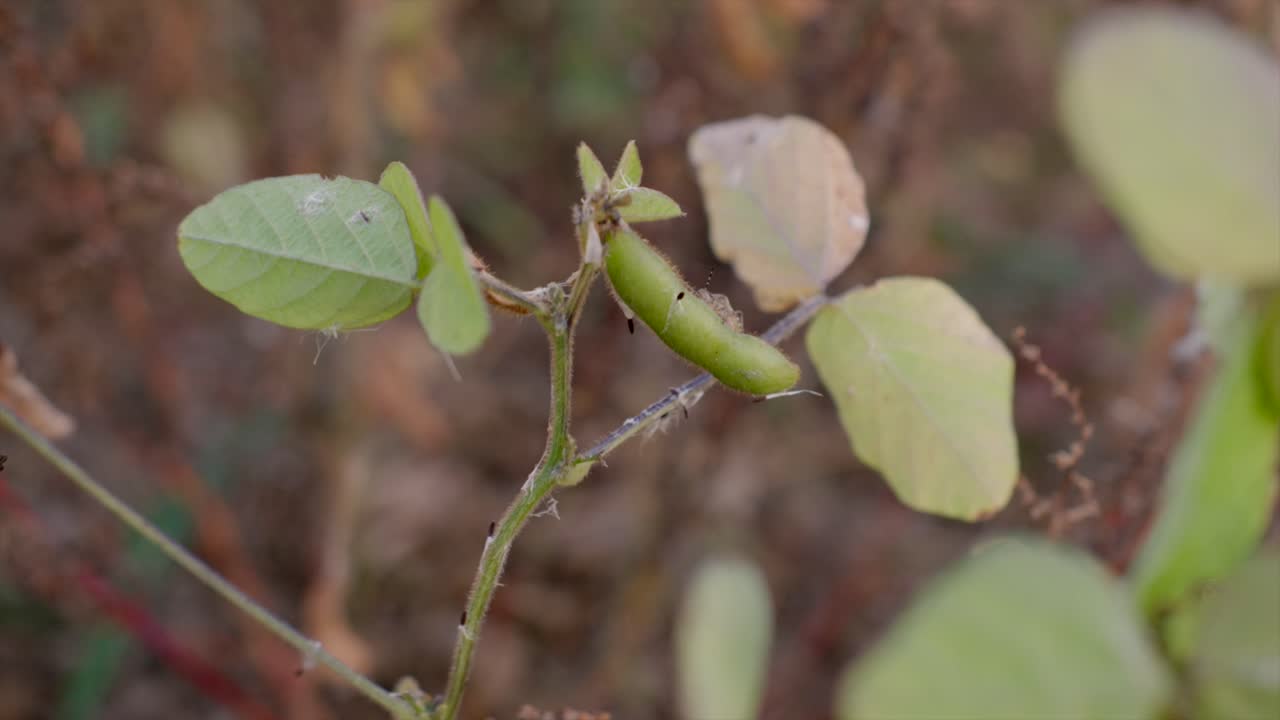 plantas de soja orgánica casi maduras en el campo