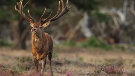 Rotwild-Im-Nationalpark-Hoge-Veluwe,-Niederlande,-Nahaufnahme