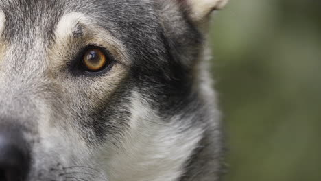 wolfdog with yellow eyes with atentive expression, extreme close up