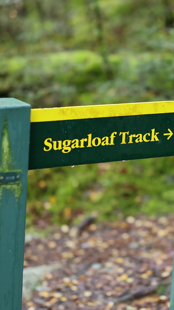 Camera smoothly pans across a green and yellow Sugarloaf Track signpost in a vibrant, mossy New Zealand rainforest with soft natural daylight