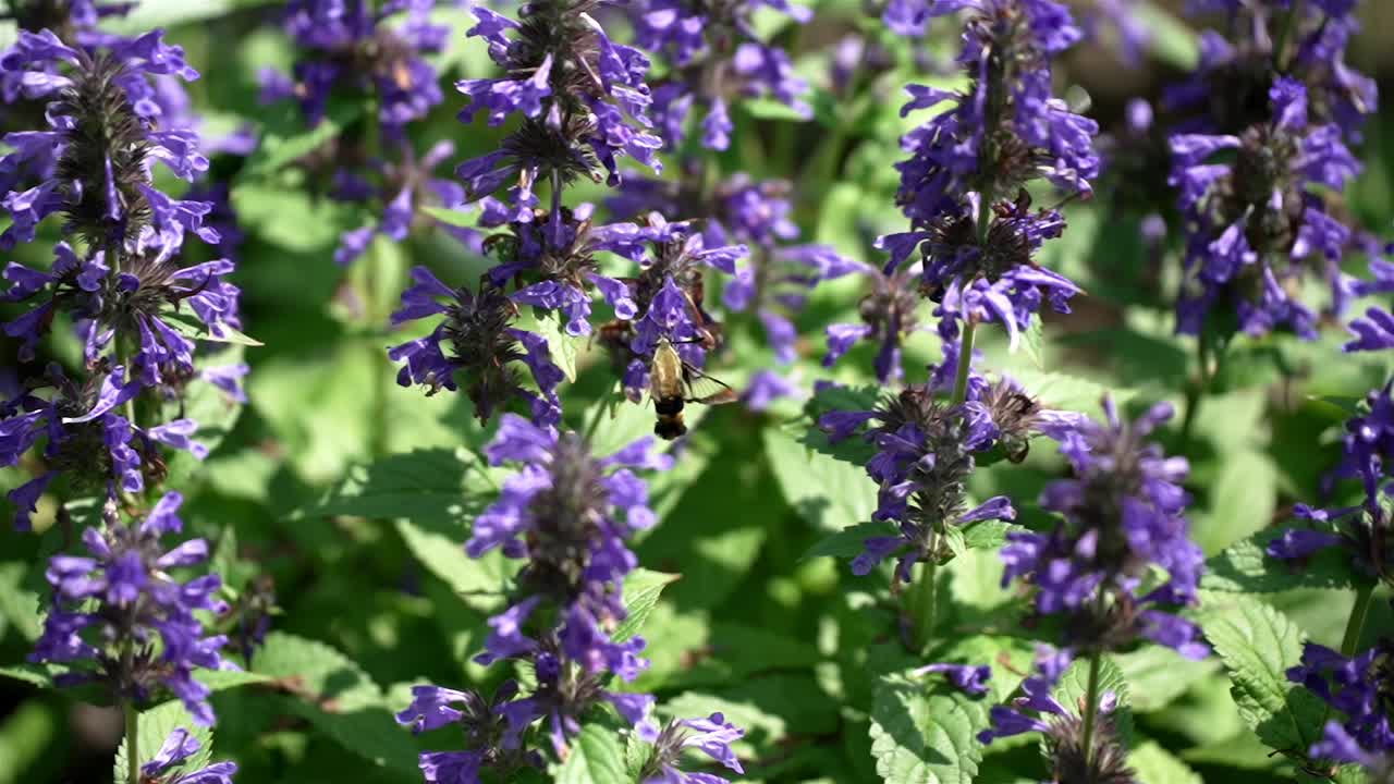 Humming hawk moth quickly flies from flower to flower sucking nectar