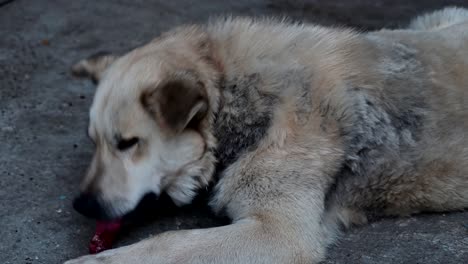 dog eating raw bloody bones