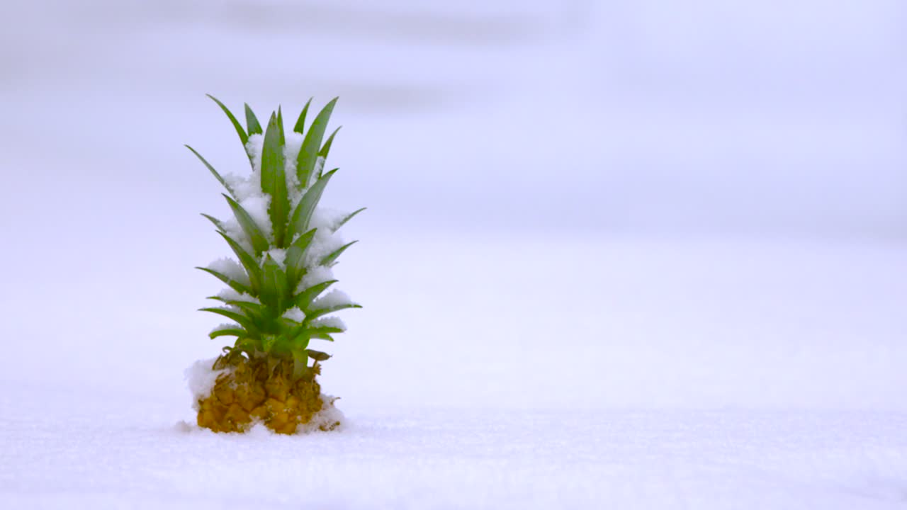 눈 속에 파묻힌 파인애플
