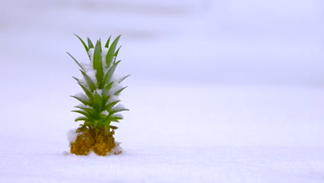 pineapple buried in snow