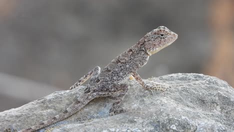 lizard eating ants in rock