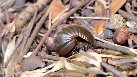 millipede.