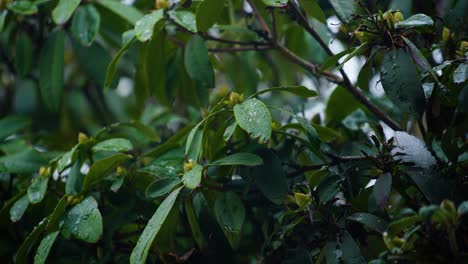 Close-up-shot-of-flowers-in-winter-with-mixed-snow-and-rain-falling-onto-leaves