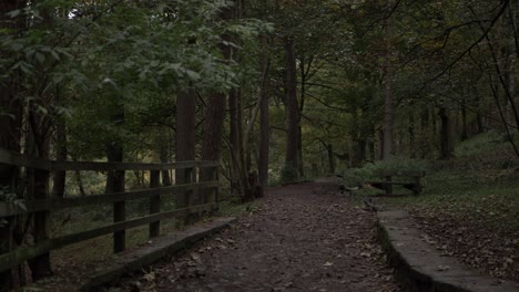 English-woodland-pathway-with-park-bench-zoom-out-shot