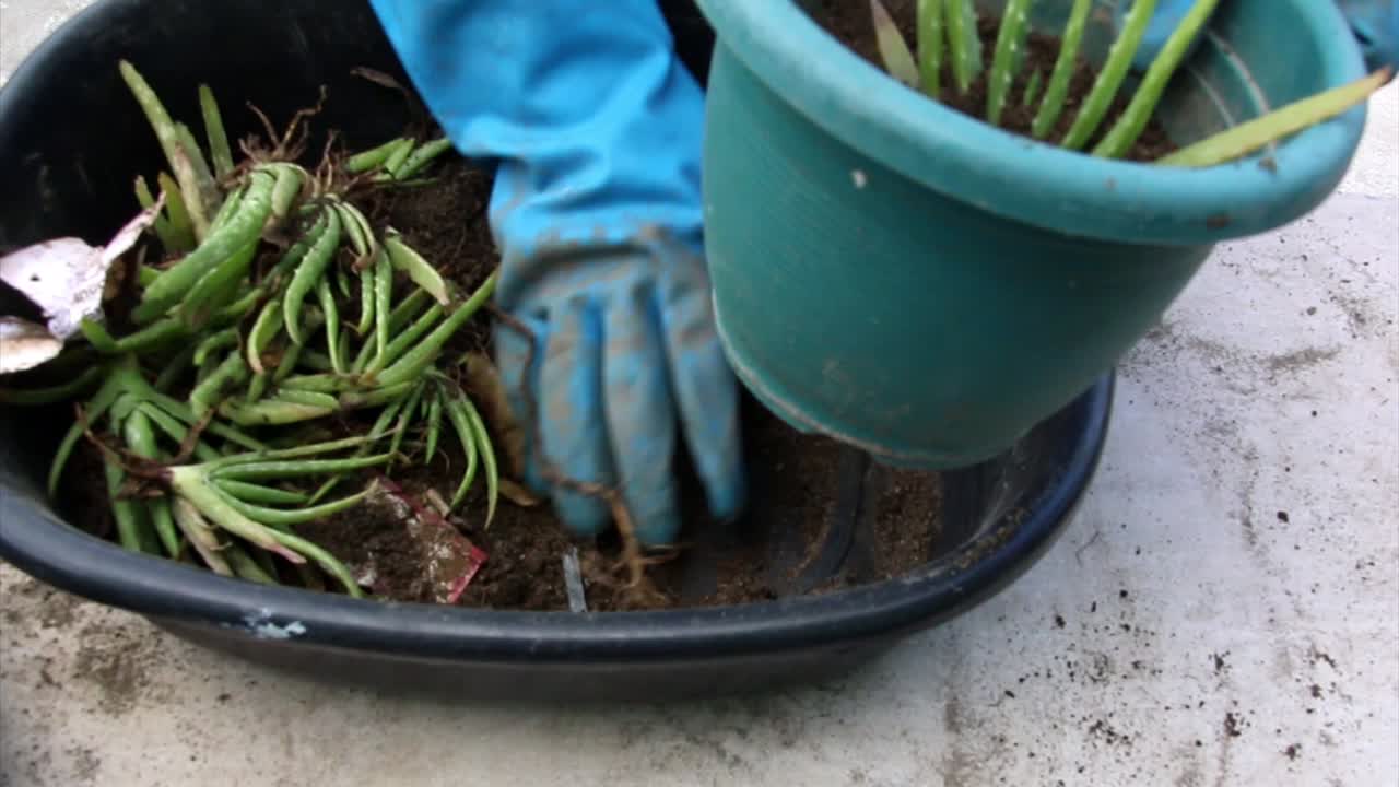 un par de manos con guantes azules replantando cuidadosamente las plantas de aloe vera en una olla