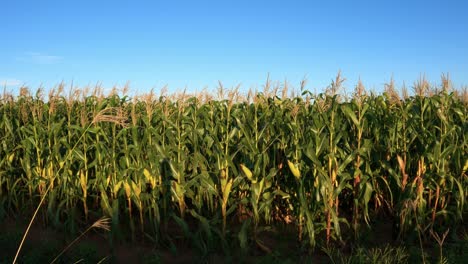 maizal con mazorcas de maíz verdes, luz solar