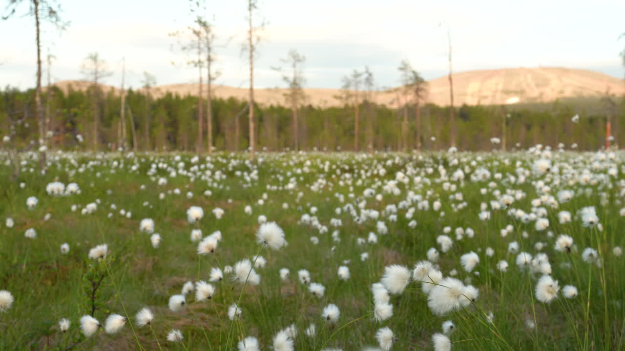 cottongrass en un campo durante un día soleado