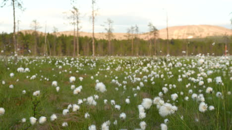 Wollgras-Auf-Einem-Feld-An-Sonnigen-Tagen