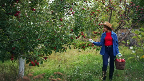 female farmer has collected ripe apples in the garden. lady in straw hat walks by the apple orchard with a heavy basket full of fruit picking apple from tree on the go.
