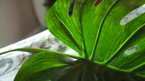 bright green leafs in a salon environment