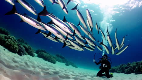 scuba diver observing a large school of fish underwater
