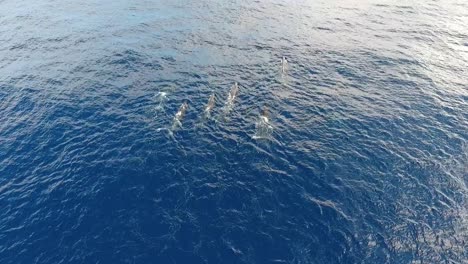 A-pod-of-12-sperm-whales-swimming-peacefully-in-the-ocean