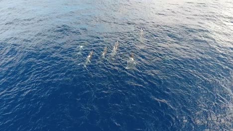 una manada de 12 cachalotes nadando pacíficamente en el océano