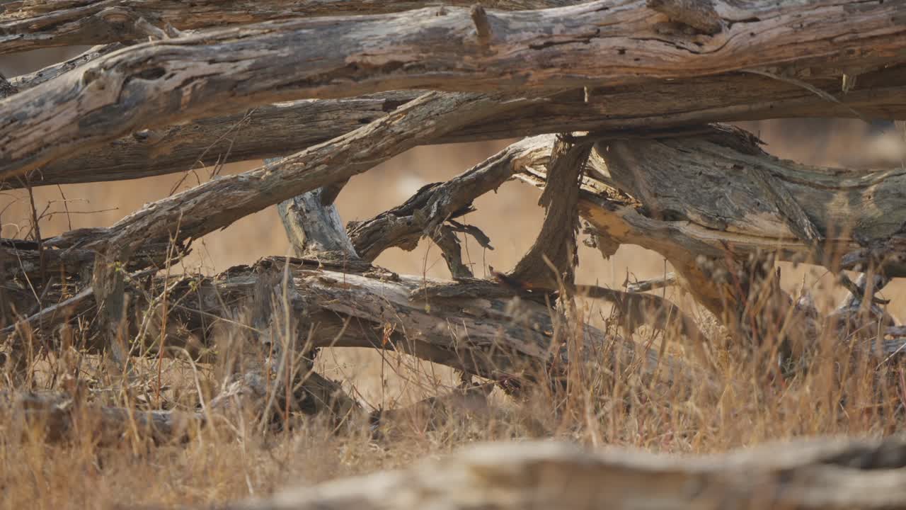 Slanke mangoeste loopt over een dode tak onder een grote omgevallen boom, met zacht vervaagd gras op de voorgrond, gefilmd in het Kruger Nationaal Park, savanne van Zuid-Afrika