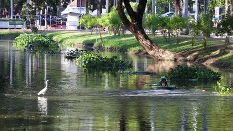 stork strides across water in a tranquil park