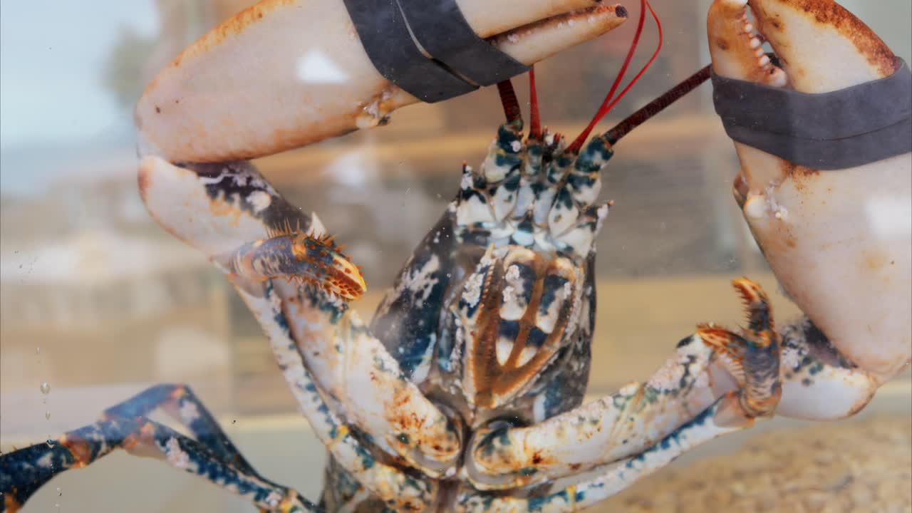 Close up of a lobster moving in an aquarium