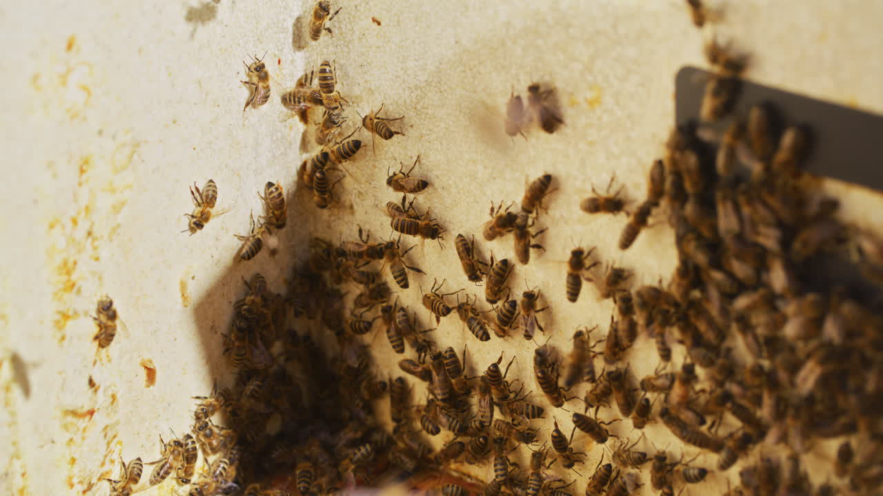 abejas carniolanas ocupadas en la colmena