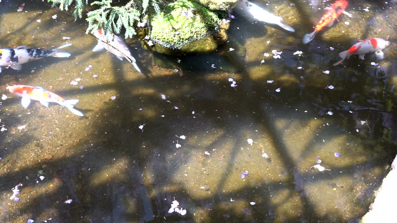 아름다운 큰 카프