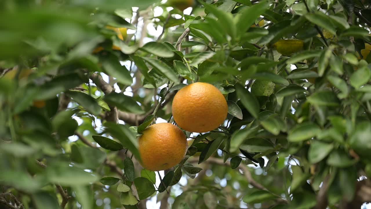 dos naranjas en medio de un árbol antes de ser cortadas