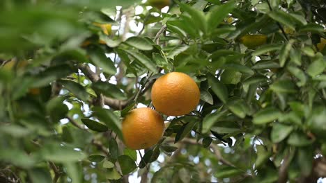 two oranges in the middle of a tree before being cut