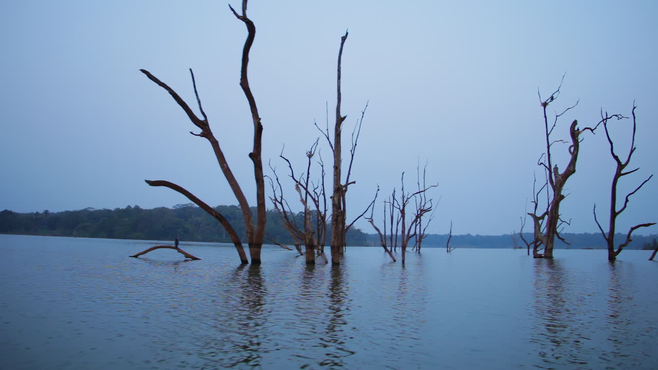 Boat view passing dead trees submerged in the Kabini river on evening tourism boat cruise