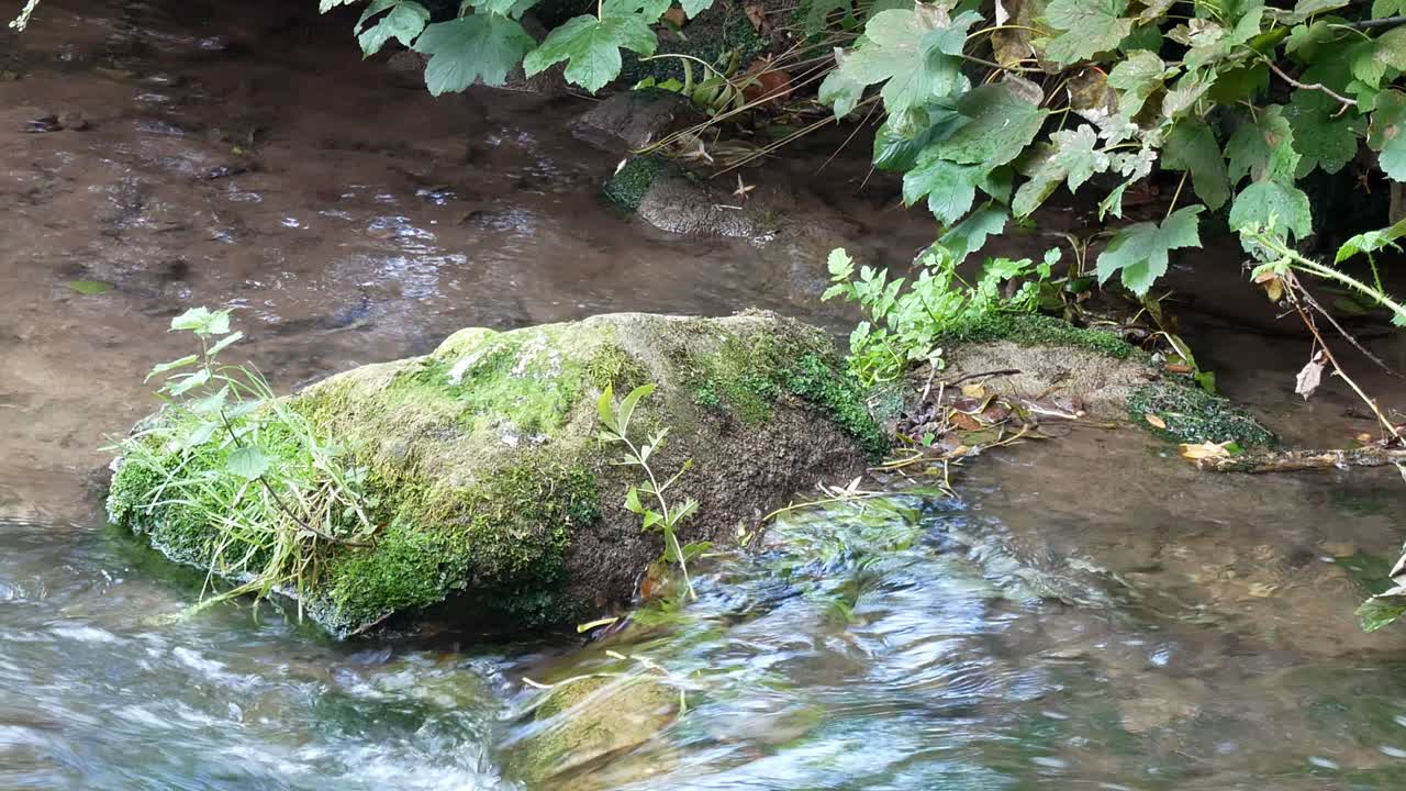 corriente limpia y refrescante que fluye alrededor de rocas cubiertas de musgo en el río woodland