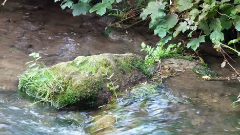 refreshing clean stream flowing around moss covered boulder in woodland river