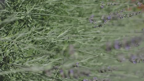 lavender plant close-up