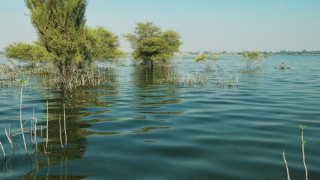 flotando lentamente a través de un pantano de manglares