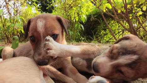 Cachorros-Sin-Hogar-En-Las-Calles-De-La-Ciudad.