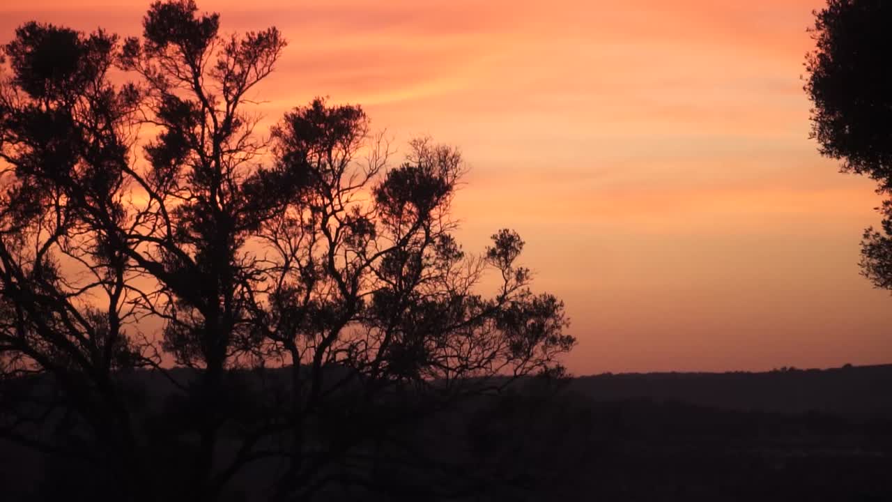 silueta de un arbusto durante la hora dorada, con un cielo rojo en el fondo 4k