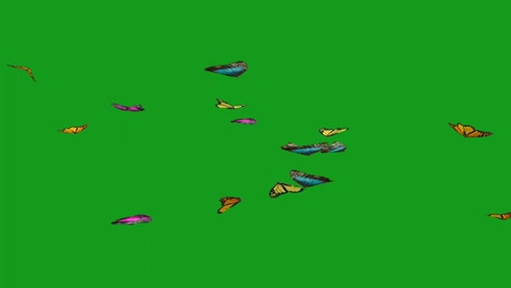 flying butterflies green screen motion graphics