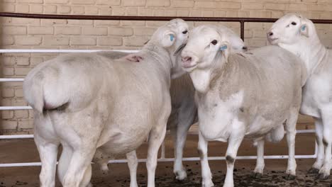 Las-Ovejas-Van-Rooy-Son-Ovejas-De-Cordero-Sudafricanas-Con-Traseros-Gordos-Y-Tambaleantes.