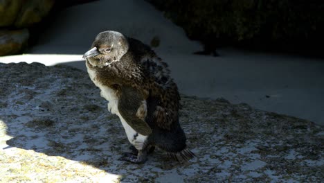 penguin bird in the beach 4k