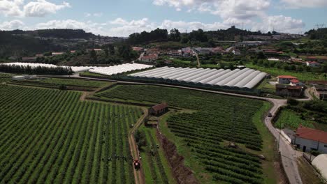 Trabajadores-Recogiendo-Arándanos-En-La-Granja-De-Arándanos-4k