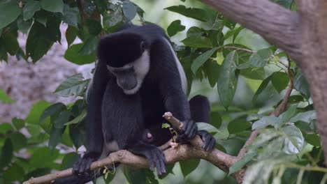 Schwarz-weißer-Colobus-Affe,-Der-Nach-Unten-Schaut,-Während-Er-Auf-Einem-Ast-Sitzt