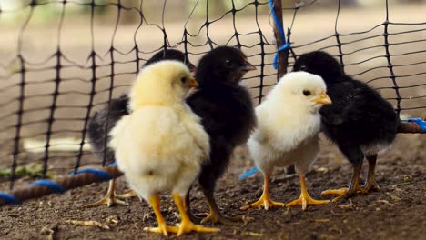 primer plano de pollos pequeños dentro de una jaula
