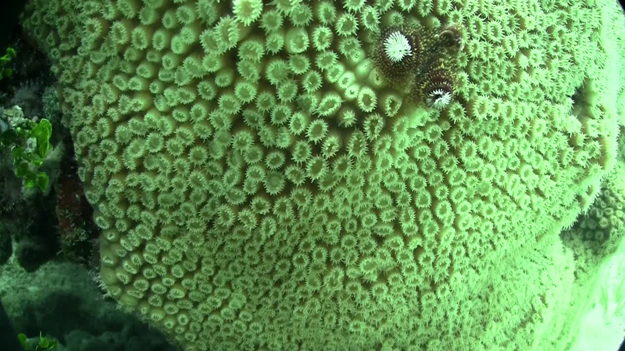 아름다운 녹색 뇌 산호 2의 수중 촬영