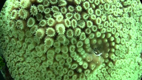 underwater shot of beautiful green brain coral 2